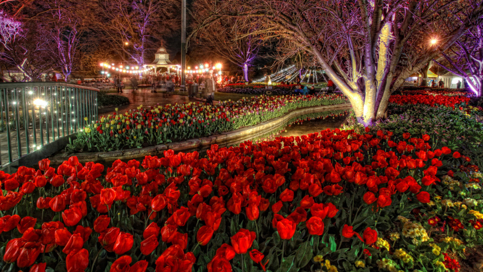 Tulip Time 2022 including Tulips After Dark Australian Garden Calendar