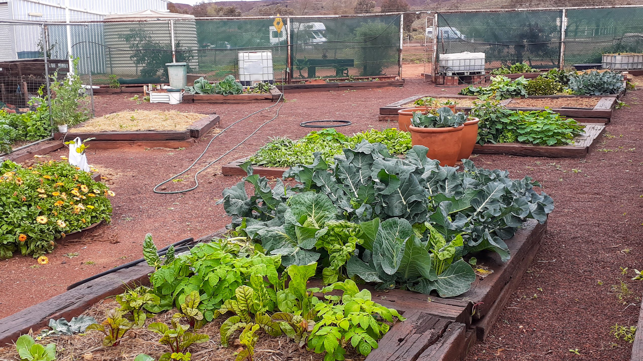 Iron Knob Community Garden Australian Garden Calendar