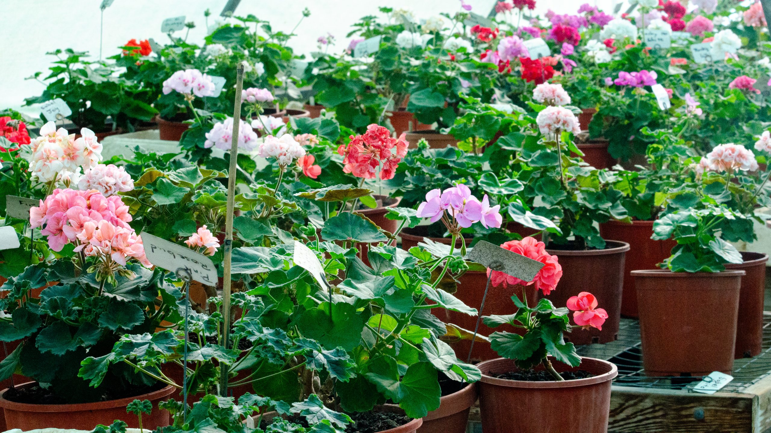 Paul s Plants Australian Garden Calendar paul-s-plants-australian-garden-calendar